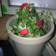 Illustration for article titled Rose Rescue: Plant First Aid Help Required!